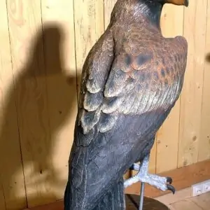 Aigle Grandeur Nature Su Aai1 1