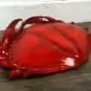 Crabe géant des mers des caraïbes