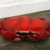 Crabe géant des mers des caraïbes