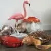 Crabe géant des mers des caraïbes