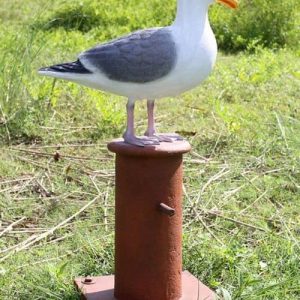 Mouette Sur Une Bitte D Amarrage