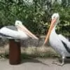 Bel oiseau de mer se reposant sur un pilier de ponton