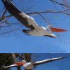 Pelican Decor 3d Pour Location Ou Achat