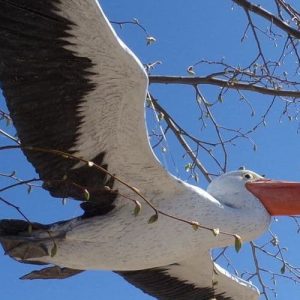 Pélican en vol, bel oiseau aux ailes déployées, grande envergure