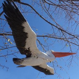 Pélican en vol, bel oiseau aux ailes déployées, grande envergure