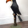 mer Îles plages toucan géant posé sur une branche 1