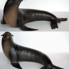 otarie 2601 2
